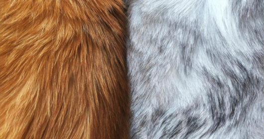 Fur